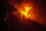 Помните, пожар наносит непоправимый вред лесу