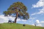 Фотоконкурс «Деревья – памятники живой природы»